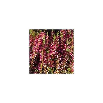 Sazenice Calluna vulgaris Athene 10/15 cm