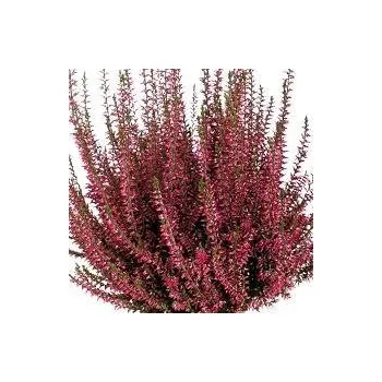 Sazenice Studený Calluna vulgaris Selma 10/15 cm