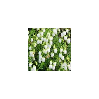 Sazenice Daboecia cantabrica Alberta White 10/15 cm