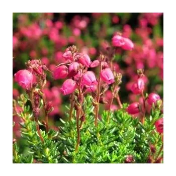 Sazenice Daboecia cantabrica Angelina 10/15 cm