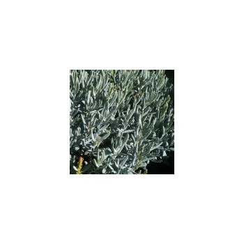 Sazenice Andromeda polifolia Blue Lagoon 15/20 cm