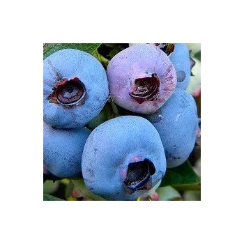 Sazenice Vaccinium corymbosum Chandler 30/40 cm