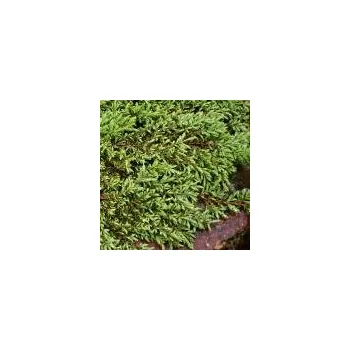 Sazenice Juniperus communis Green Carpet 20/30 cm