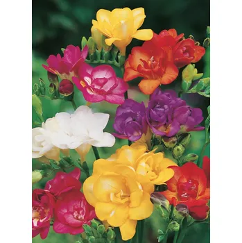 Semeno Lukon Glads Freesia double MIX - frézie plnokvěté směs Množství: 3