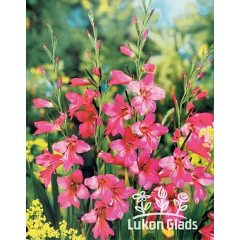 Sazenice Lukon Glads Gladiolus italicus syn. gladiolus byzantimus - mečík obecný