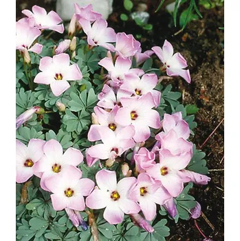 Semeno Lukon Glads Oxalis adenonophylla - šťavel