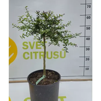 Sazenice Kaviárový citrus (zelený) Velikost: Nízký kmen, Ø20cm
