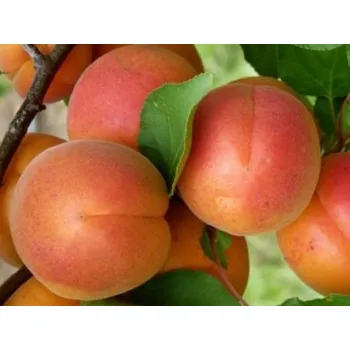 Sazenice Meruňka 'Adriana' Balení: prostokořenný stromek, Podnož: ryngle zelená