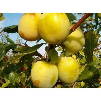 Sazenice Švestka 'Lotyšská žlutá' - kontejner Balení: kontejner C5, Podnož: myrobalán