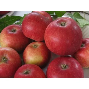 Sazenice Jabloň 'Malinové holovouské' Balení: prostokořenný stromek, Podnož: semenáč, Tvar a výška: Vysokokmen