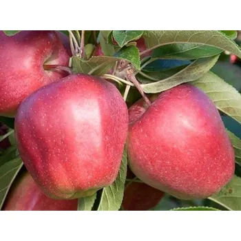 Sazenice Jabloň 'Gloster' Balení: prostokořenný stromek, Podnož: semenáč, Tvar a výška: Vysokokmen