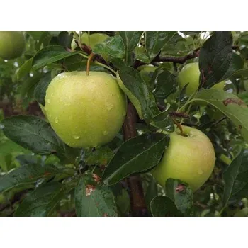 Sazenice Jabloň 'Kosztela' - kontejner Balení: kontejner C5, Podnož: M26