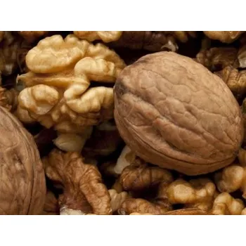 Sazenice Ořešák královský 'Fernor' - kontejner C5