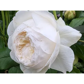 Sazenice Růže 'Claire Austin®' Balení: speciální balení