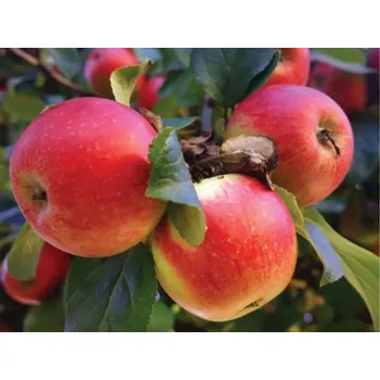 Sazenice Jabloň 'Jonathan' Balení: prostokořenný stromek, Podnož: semenáč, Tvar a výška: Vysokokmen