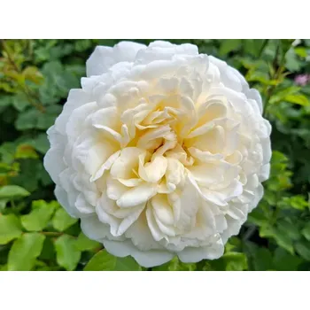 umělá květina Růže 'Tranquillity®' Balení: speciální balení