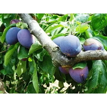 Sazenice Švestka 'Chrudimská' Balení: prostokořenný stromek, Podnož: myrobalán