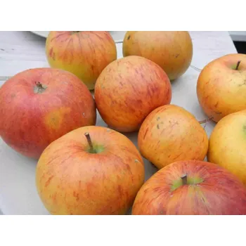 Sazenice Jabloň 'Londýnské' - kontejner Balení: kontejner C5, Podnož: MM106