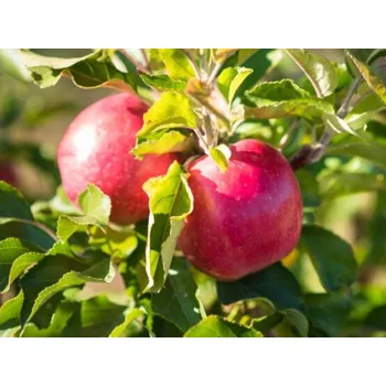 Sazenice Jabloň 'Panenské zlepšené' Balení: prostokořenný stromek, Podnož: semenáč, Tvar a výška: Vysokokmen