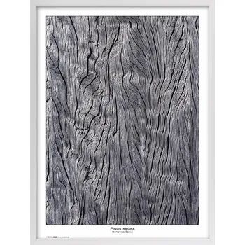 Rám na obraz Tradag Rámeček Natura bílý 60x80