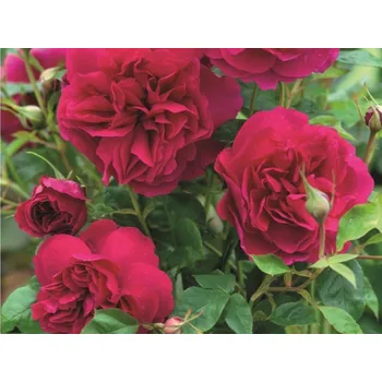 umělá květina Růže 'Thomas a Becket®' Balení: speciální balení