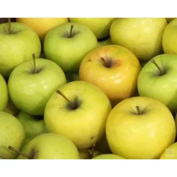 Sazenice Jabloň 'Bohemia Gold' Balení: prostokořenný stromek, Podnož: MM106, Tvar a výška: Vysokokmen