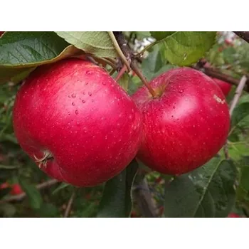 Sazenice Jabloň 'Rubinola' Balení: prostokořenný stromek, Podnož: semenáč, Tvar a výška: Vysokokmen