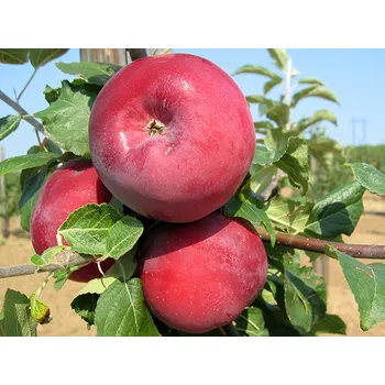 Sazenice Jabloň 'Admirál' Balení: prostokořenný stromek, Podnož: MM106, Tvar a výška: Vysokokmen