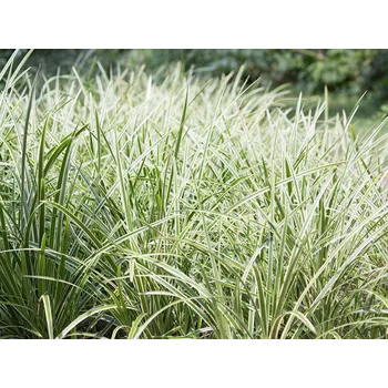 Sazenice Ostřice japonská 'Ice Dance' kontejner p12