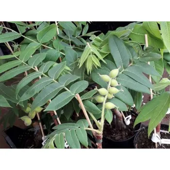 Sazenice Ořešák japonský 'Stealth' kontejner C2