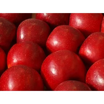 Sazenice Jabloň 'Red Bohemia' Balení: prostokořenný stromek, Podnož: semenáč, Tvar a výška: Vysokokmen