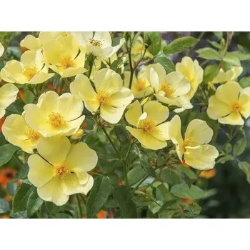 umělá květina Růže 'Tottering by Gently®' Balení: speciální balení