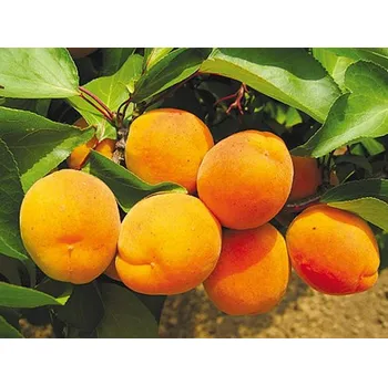 Sazenice Meruňka 'Lerosa' Balení: prostokořenný stromek, Podnož: ryngle zelená