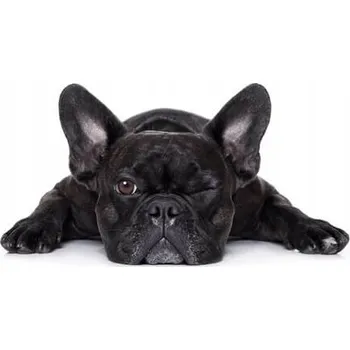 Obraz Plechová cedule Buldok