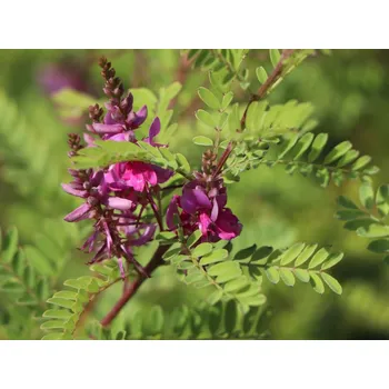 Sazenice Modřil různokvětý 'Gerardiana' Balení: kontejner p17