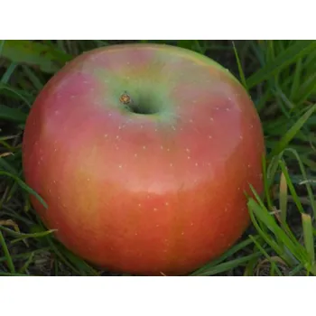 Sazenice Čistecké Lahůdkové Balení: prostokořenný stromek