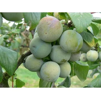 Sazenice Ryngle 'Wazonova' Balení: prostokořenný stromek, Podnož: myrobalán