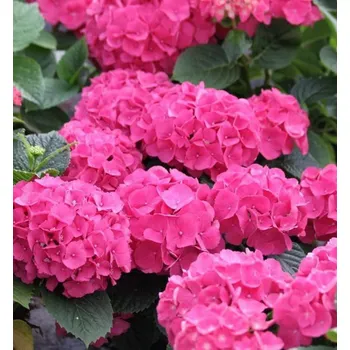 Sazenice Hortenzie velkolistá ´RED BARON´ 20-30 cm, kont. 2,5 l