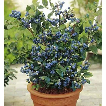 Sazenice Kanadská borůvka ´NORTHLAND´ 40-50 cm, kont. 2,5 l