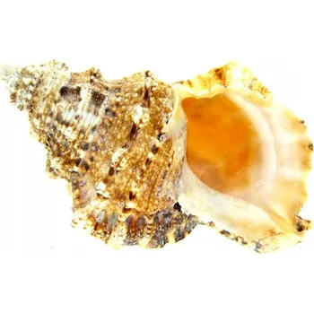 Dekorace do akvária Velká mořská mušle BURSA BUBO, velikost 20 cm