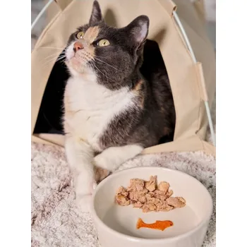 Miska pro psa Sinsay - Miska pro zvířata - krémová - 506BP-01X - 506BP-01X-ONE-5