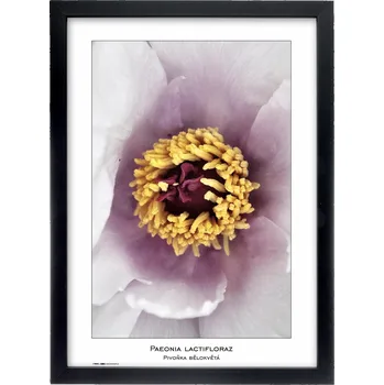 Rám na obraz Fotorámeček TRADAG Natura 29,7 x 42 - A3 černý