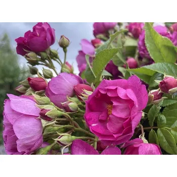 Sazenice Růže 'Purple Siluetta®' Speciální balení