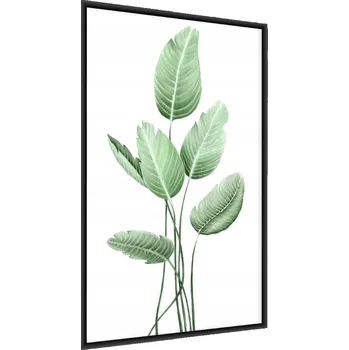 Obraz Plakát na zeď LISTY Strelicie Bílá Dekor 30x40