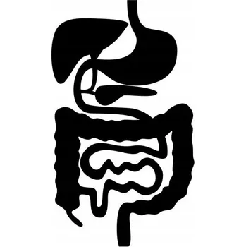 Samolepící dekorace Samolepka na stěnu lidské orgány 15x8 cm