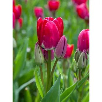 Dětské kolo FIERY Red-Purple CLUB 11/12