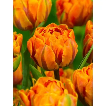 Jízdní kolo ORANGE Orange PRINCESS 12/+