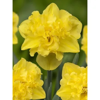 Dámská bunda SAILORMAN Yellow 14/16