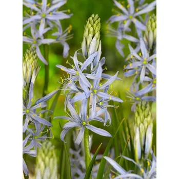 Jízdní kolo CAMASSIA Blue CUSICKII 12/14