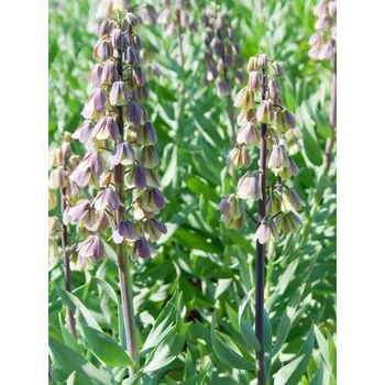 Dětské kolo FRITILLARIA Green-Purple GREEN DREAMS persica 24/26